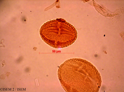 Clutia abyssinica - lame n° 7920